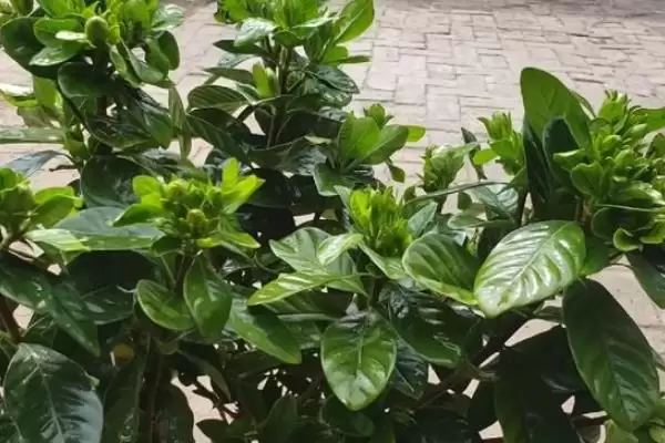 图片[4]-解决栀子花叶片萎蔫问题的方法和重点？解决栀子花叶片萎蔫问题要做好哪些细节？-会东网