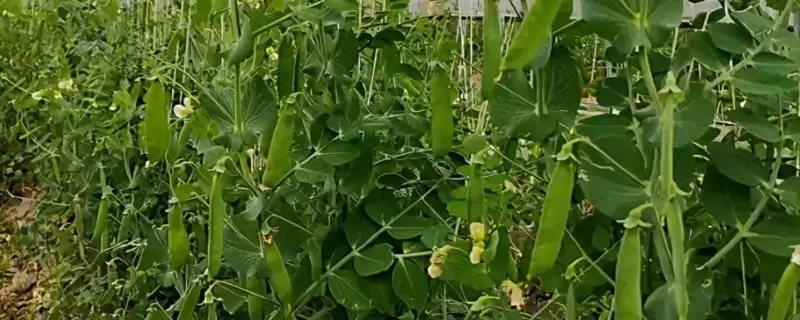 了解在贵州种植能赚钱作物的方法和重点？了解在贵州种植能赚钱作物要做好哪些细节？-会东网