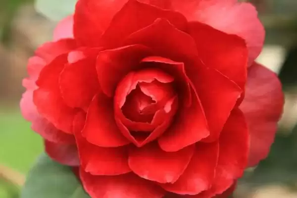 图片[4]-山茶花在日本有什么象征？探究山茶花在日本象征意义要了解什么？-会东网