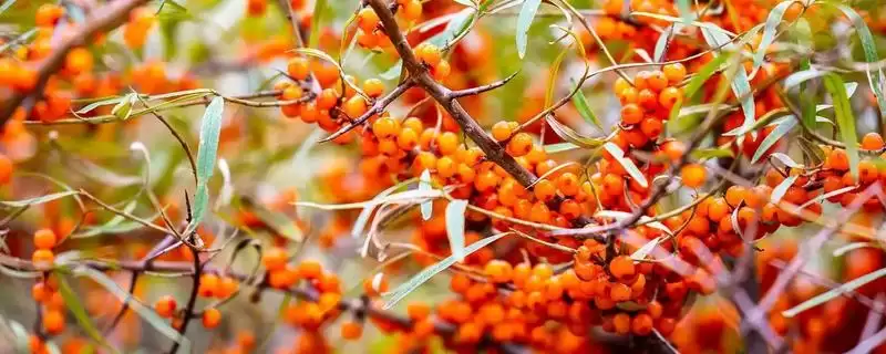 沙棘简介？认识沙棘要了解哪些关键的植物特性和价值信息？-会东网