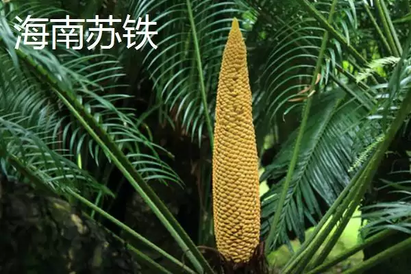 图片[3]-铁树的种类？认识铁树种类要了解哪些关键的品种分类和形态特性要点？-会东网