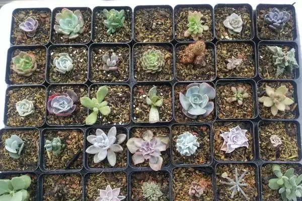图片[2]-泡沫箱养多肉的技巧：选择专用泡沫箱的重要性-会东网