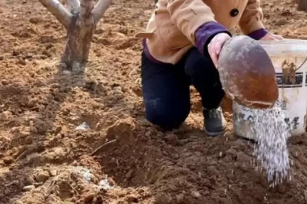 图片[8]-桃树秋施基肥的方法？桃树秋施基肥要掌握哪些正确的施肥方式和用量要点？-会东网