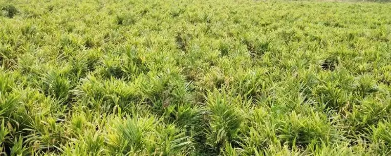 生姜的常见虫害和防治方法？种植生姜防治常见虫害要运用哪些手段？-会东网