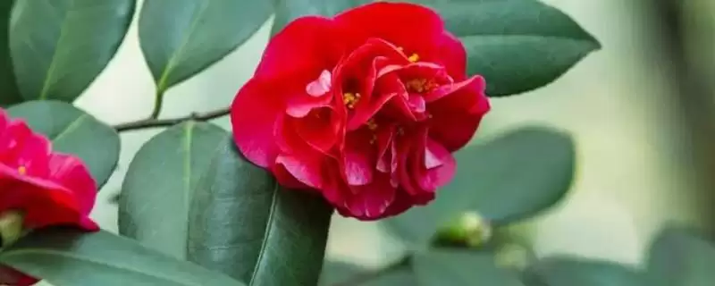 山茶花在日本有什么象征？探究山茶花在日本象征意义要了解什么？-会东网