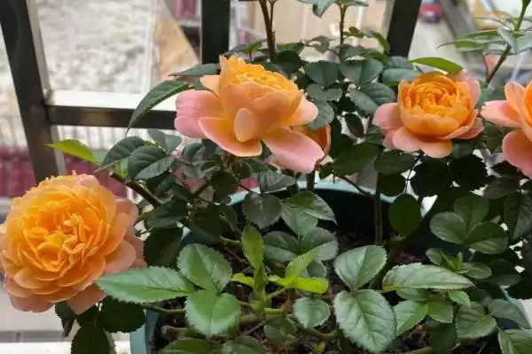 图片[3]-湖南月季种植推荐：碧翠丝、真宙、月月红的美丽绽放-会东网
