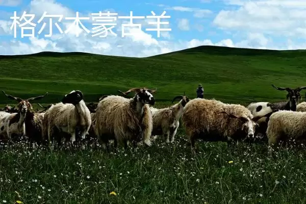 图片[9]-青海省格尔木市特产大观：枸杞、酿皮、唐古拉牦牛等特色-会东网