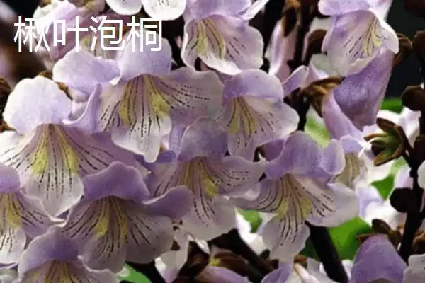 图片[6]-泡桐树开花时间揭秘：一般3-4月绽放的美丽时刻-会东网