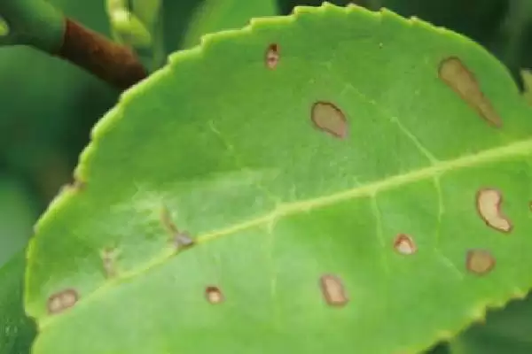 图片[2]-如何防治茶白星病？种植茶树防治茶白星病要采取哪些措施？-会东网