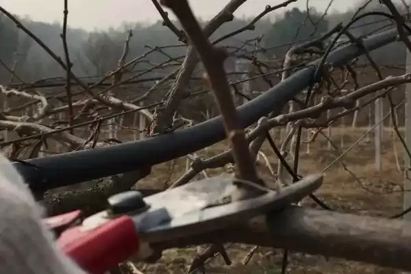 图片[3]-猕猴桃树的修剪技术是怎样的呢 ,猕猴桃树不同生长阶段修剪方法不同-会东网
