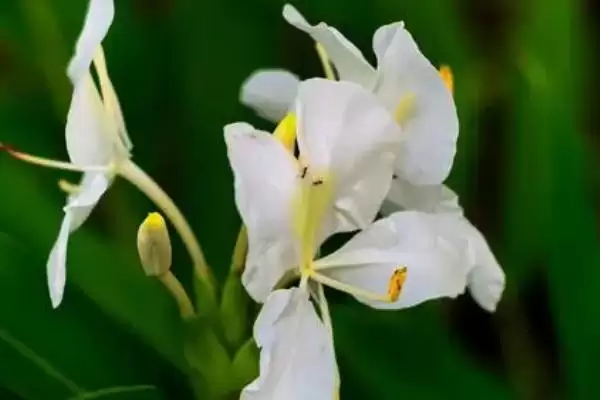 图片[2]-姜花的花语 ,姜花这种花有着怎样的花语-会东网
