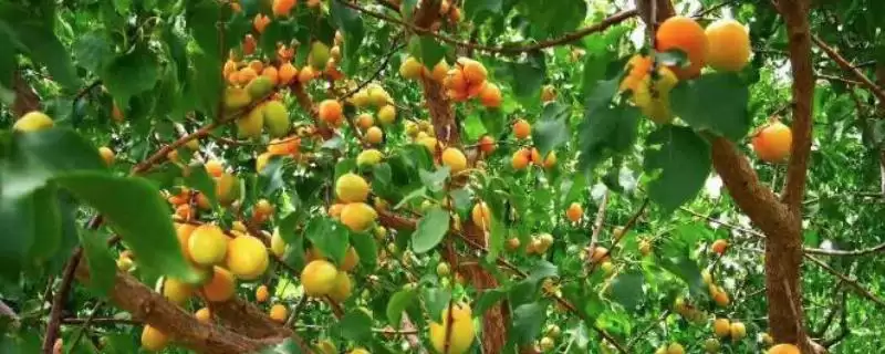栽培杏子的方法和重点？栽培杏子要做好哪些细节？-会东网