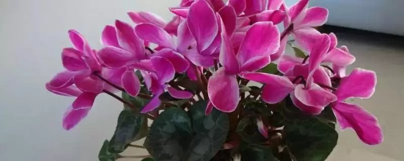 仙客来喜阳还是喜阴的要点和判断?判断仙客来光照需求需注意什么?-会东网