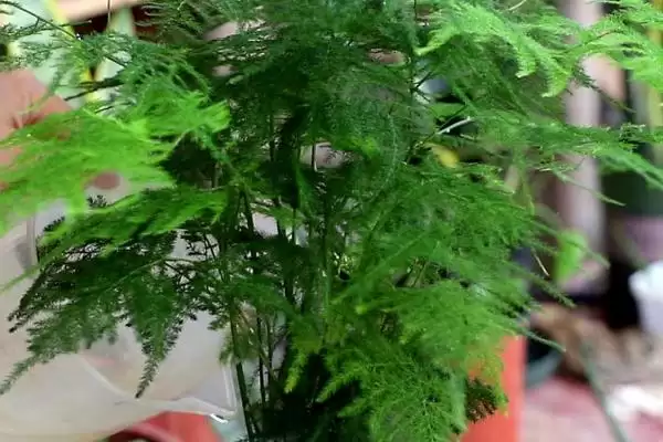 图片[4]-文竹有毒吗？判断文竹是否有毒要了解哪些植物毒性和健康影响要点？-会东网