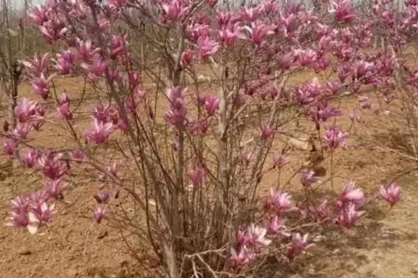 图片[4]-种植玉兰的方法和重点？种植玉兰要做好哪些细节？-会东网