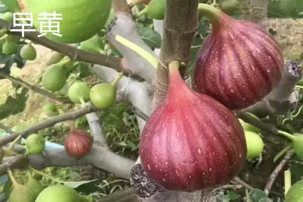 图片[7]-无花果产地的分布和要点？了解无花果产地需关注哪些关键信息？-会东网