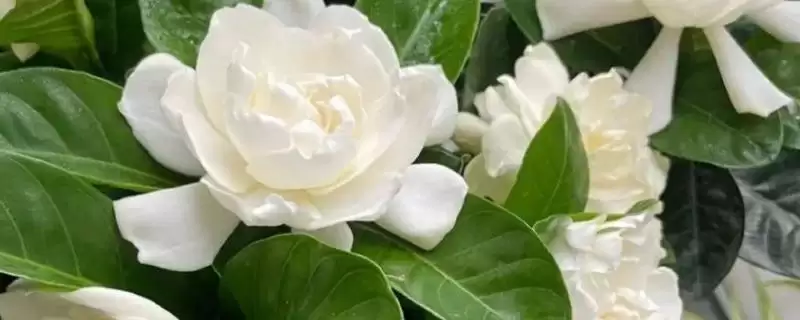 判断栀子花喜阳还是喜阴的方法和重点？判断栀子花喜阳还是喜阴要做好哪些细节？-会东网
