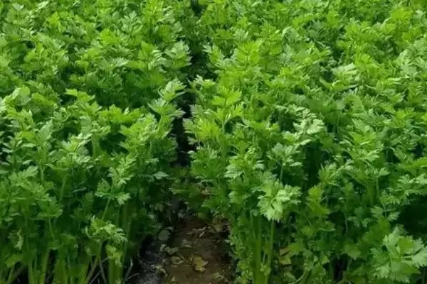 图片[3]-了解种芹菜适用土壤的方法和重点？了解种芹菜适用土壤要做好哪些细节？-会东网