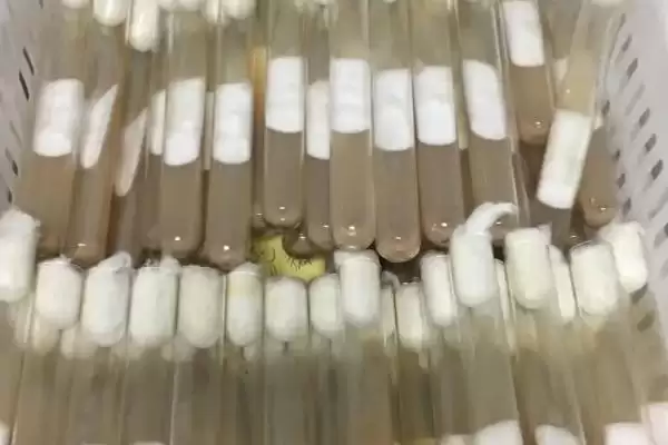 图片[2]-菌种的定义 ,菌种具体指的是什么微生物呢？-会东网