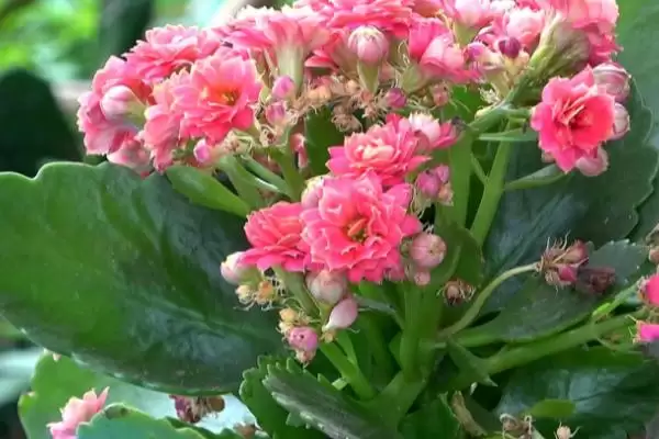 图片[4]-掌握长寿花浇水技巧的方法和重点？掌握长寿花浇水技巧要做好哪些细节？-会东网