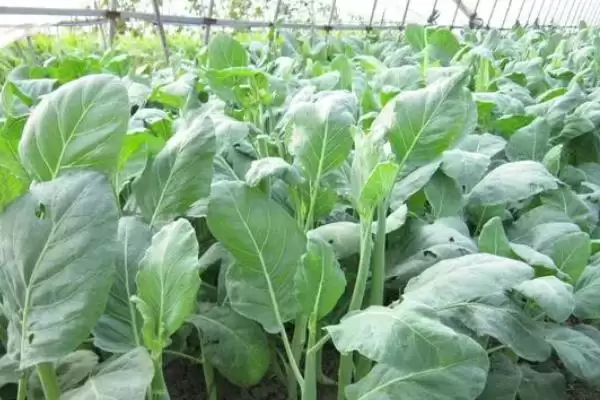 图片[2]-芥蓝的种植技术 ,芥蓝通常采用怎样的种植方式-会东网