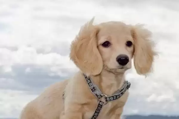 图片[3]-犬细小的症状？认识犬细小症状要了解哪些关键的疾病表现和判断要点？-会东网
