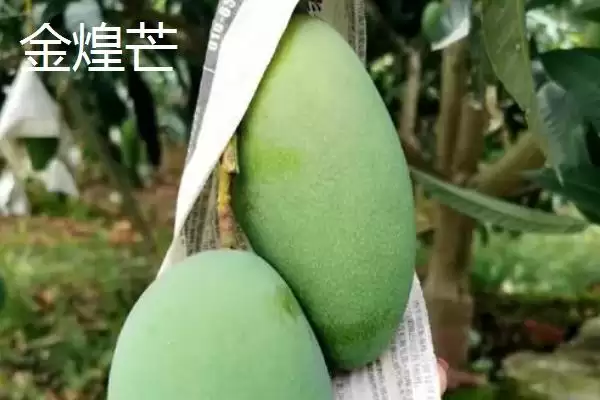 图片[3]-芒果苗什么品种比较好 ,芒果苗有哪些好的品种可选-会东网