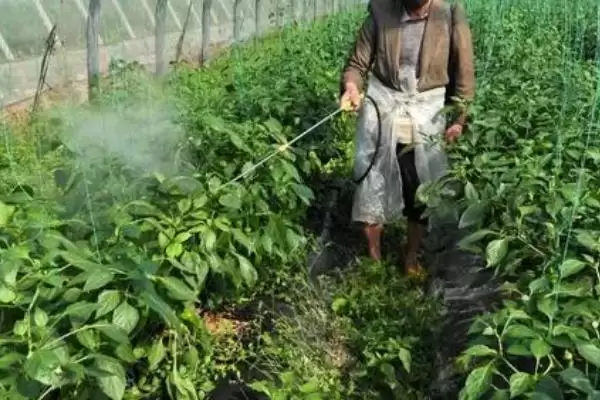 图片[2]-蔬菜叶面肥的种类？认识蔬菜叶面肥要了解哪些常见的肥料种类和特性？-会东网