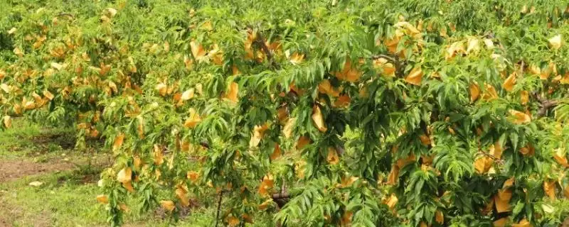种植水蜜桃的方法和重点?种植水蜜桃要做好哪些细节?-会东网