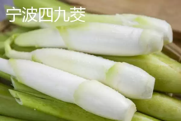图片[6]-种植茭白的环境要求和要点？种植茭白需关注哪些环境要素？-会东网