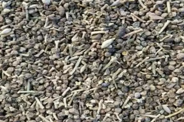 图片[3]-梭梭种子哪里购？电商平台与当地苗木市场大解析-会东网