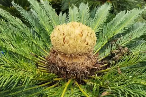 图片[3]-铁树开花是吉兆还是凶兆？探讨铁树开花寓意要分析哪些文化和心理因素？-会东网