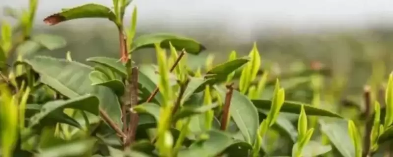 认识浙江台州特产的方法和重点？认识浙江台州特产要做好哪些细节？-会东网