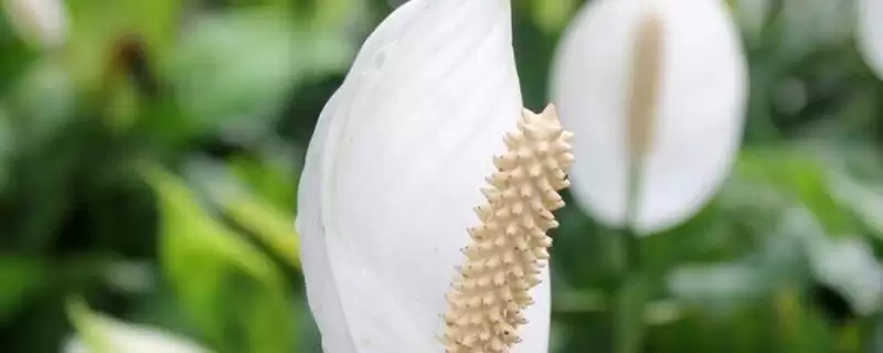 种植一帆风顺的方法和重点？种植一帆风顺要做好哪些细节？-会东网