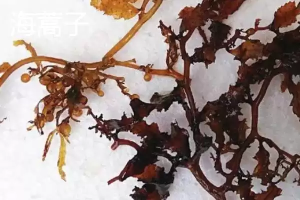 图片[3]-马尾藻的产地在哪里 ,马尾藻盛产于哪些沿海地区-会东网