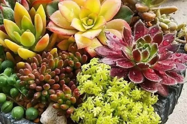图片[3]-养多肉植物使其更美观的方法和重点？养多肉植物使其更美观要做好哪些细节？-会东网