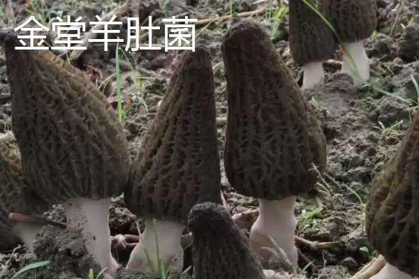 图片[5]-四川省金堂县的特产？认识四川省金堂县特产要了解哪些当地特色产品要点？-会东网