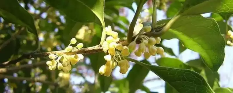 区分月桂树与桂花树的方法和重点？区分月桂树与桂花树要做好哪些细节？-会东网