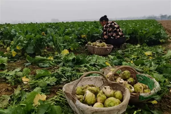 图片[2]-芥菜的收获时间 ,芥菜在什么时候可以进行收获-会东网