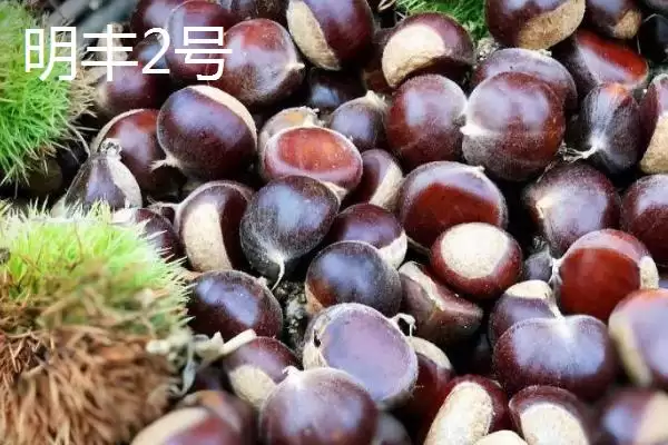 图片[7]-甜味板栗有哪些品种？认识甜味板栗品种要了解哪些关键的品种分类和特性？-会东网