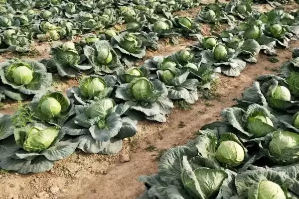 图片[4]-如何识别甘蓝缺钙症？种植甘蓝识别缺钙症要掌握哪些判断方法？-会东网