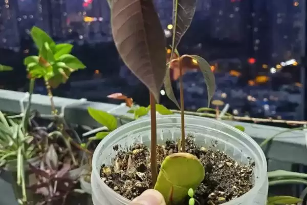 图片[6]-芒果核的种植方式是怎样的 ,芒果核夏季何时可种植-会东网