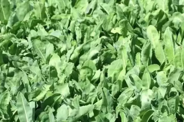 图片[4]-种植板蓝根的成本和收益？种植板蓝根需考量哪些经济因素？-会东网