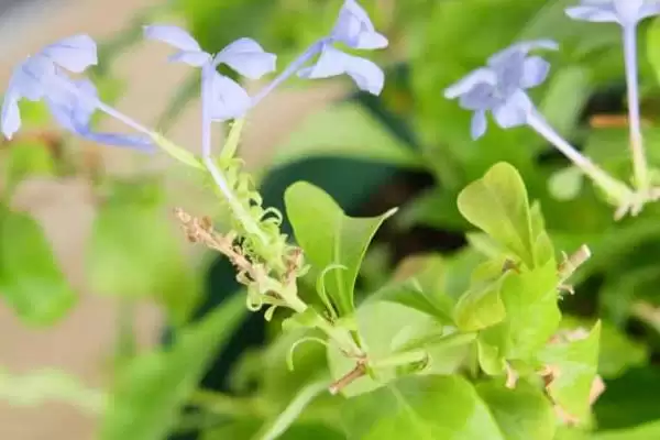 图片[3]-蓝雪花的毒性问题 ,蓝雪花为什么是没有毒性的植物？-会东网