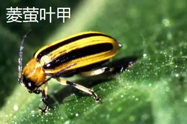 图片[6]-种植菱角的方法和重点？种植菱角要做好哪些细节？-会东网