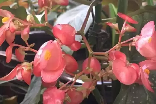 图片[2]-养殖秋海棠的方法和重点？养殖秋海棠要做好哪些细节？-会东网