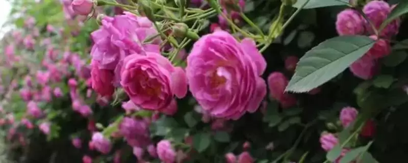 蔷薇花颜色大揭秘:白色、粉色等多种颜色的美丽绽放-会东网