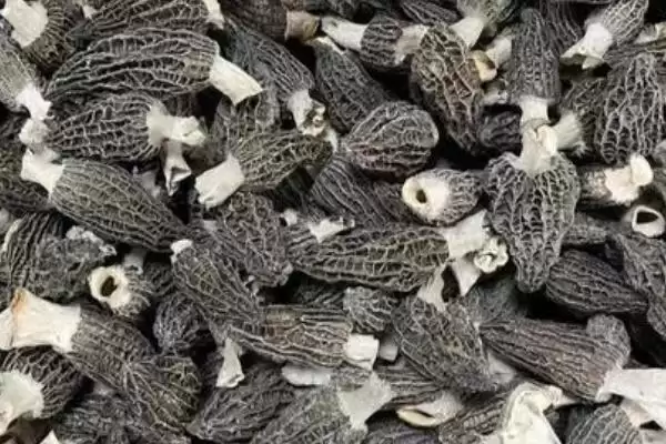 图片[4]-建设一亩蘑菇大棚的成本 ,建一亩蘑菇大棚需多少成本-会东网