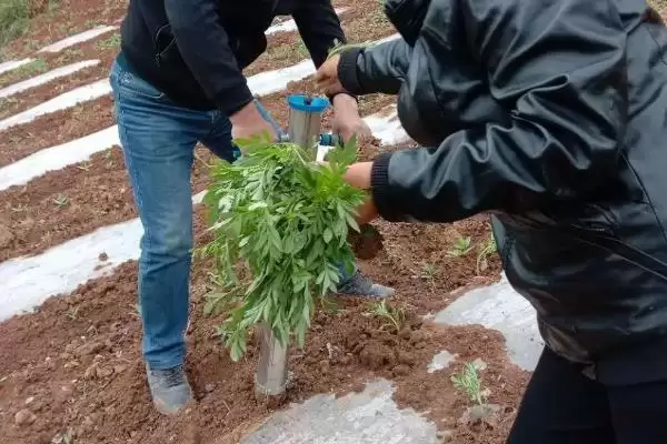 图片[10]-万寿菊的种植方法？种植万寿菊要遵循哪些科学的种植步骤和管理要点？-会东网