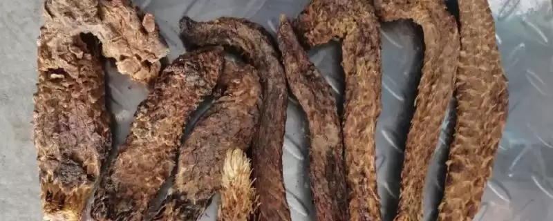 肉苁蓉的品种？认识肉苁蓉品种要了解哪些关键品种信息？-会东网